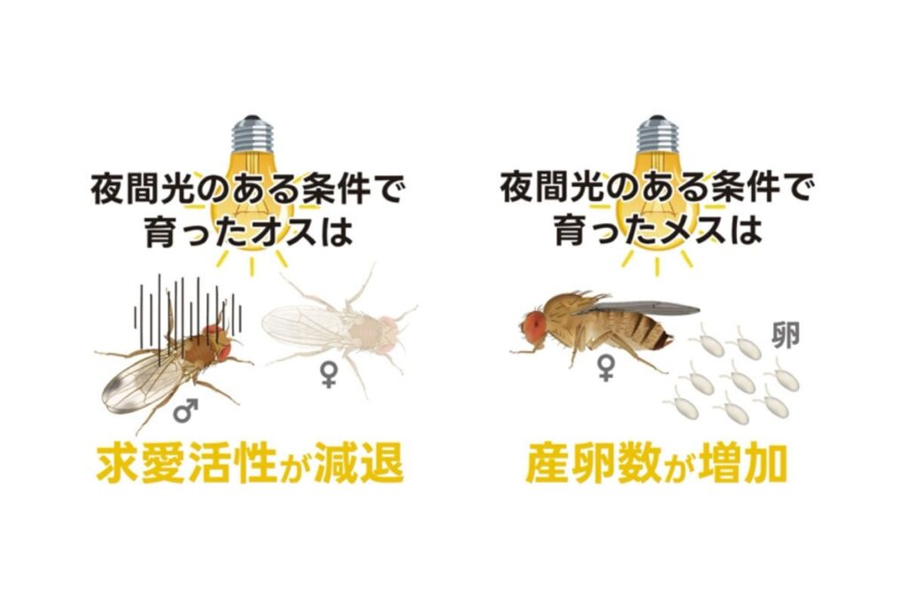 ハエの繁殖力が都市の明かりでアップ、メスの産卵数は2倍に