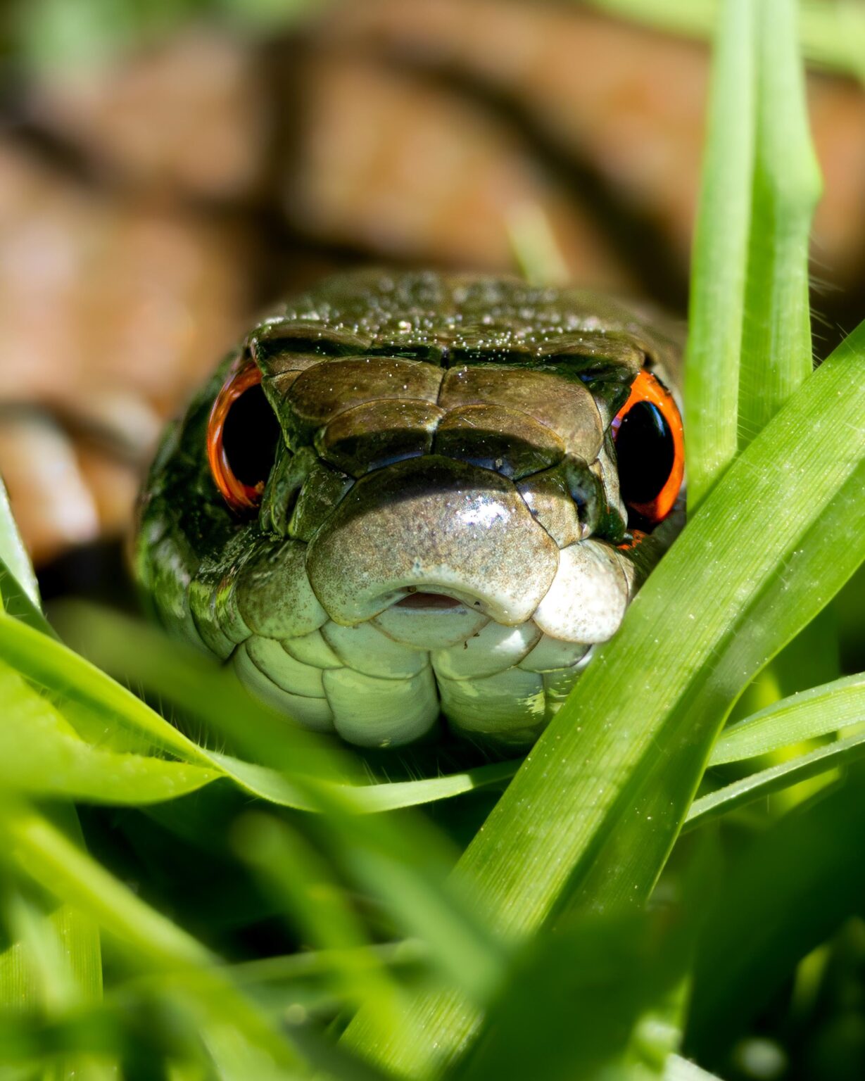 ガリシアのコルーニャにある地中海のネックレスヘビ（Natrix Astreptophora）