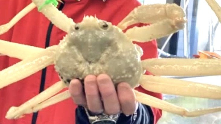 “見たことない”『大型の白ズワイガニ』水揚げされる「40年以上カニを売っているが見たことない」直売店の店長も驚き