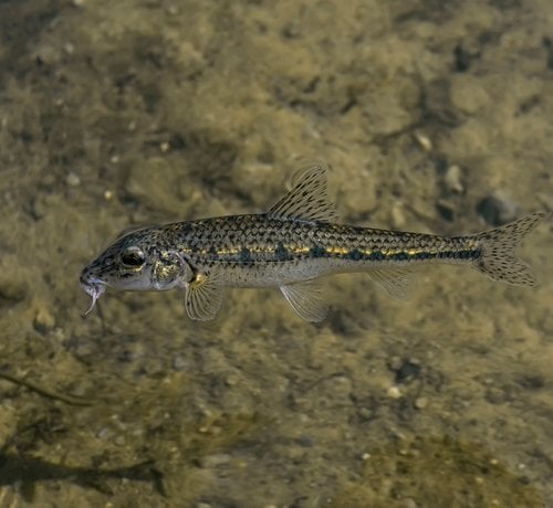 お祭りで“魚を飲む”習慣に幕、約600年前から続くも動物愛護理由に