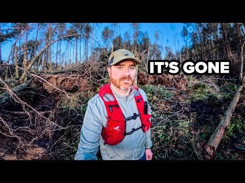アイルランドの木が嵐にさらされたことの問題