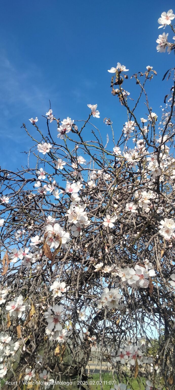 春はここスペインで締めくくられています