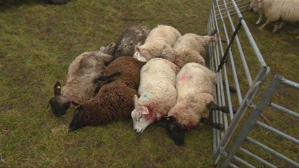 2日間でフリジアの牧草地で少なくとも51人の羊が死んだ、おそらくオオカミの攻撃