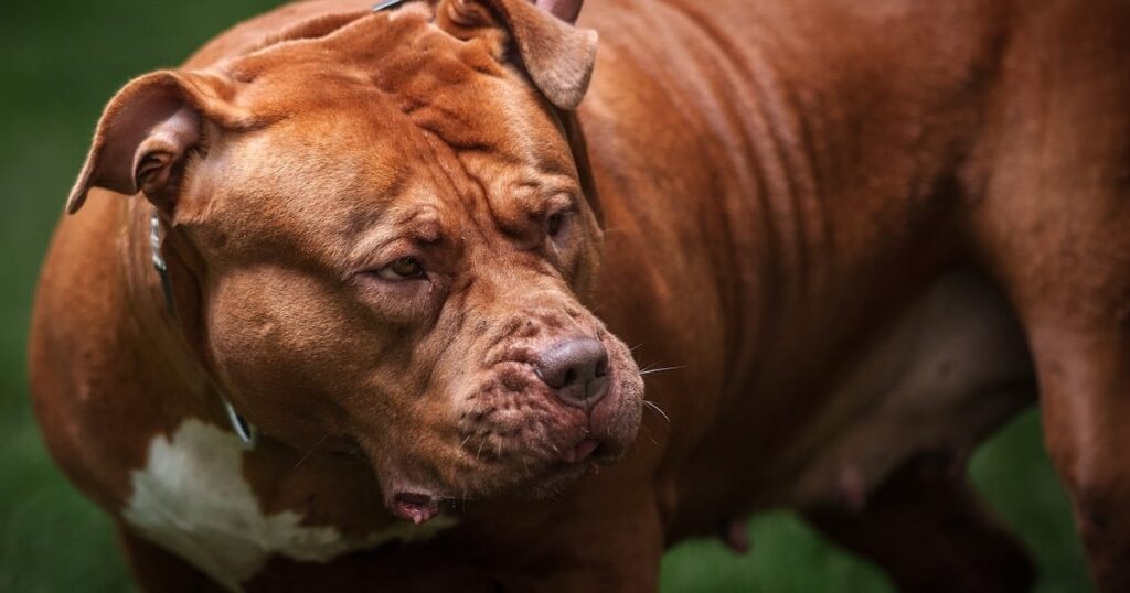 XL Bully Dogsの1,400人以上の所有者が、禁止期限前に所有権証明書を申請しました