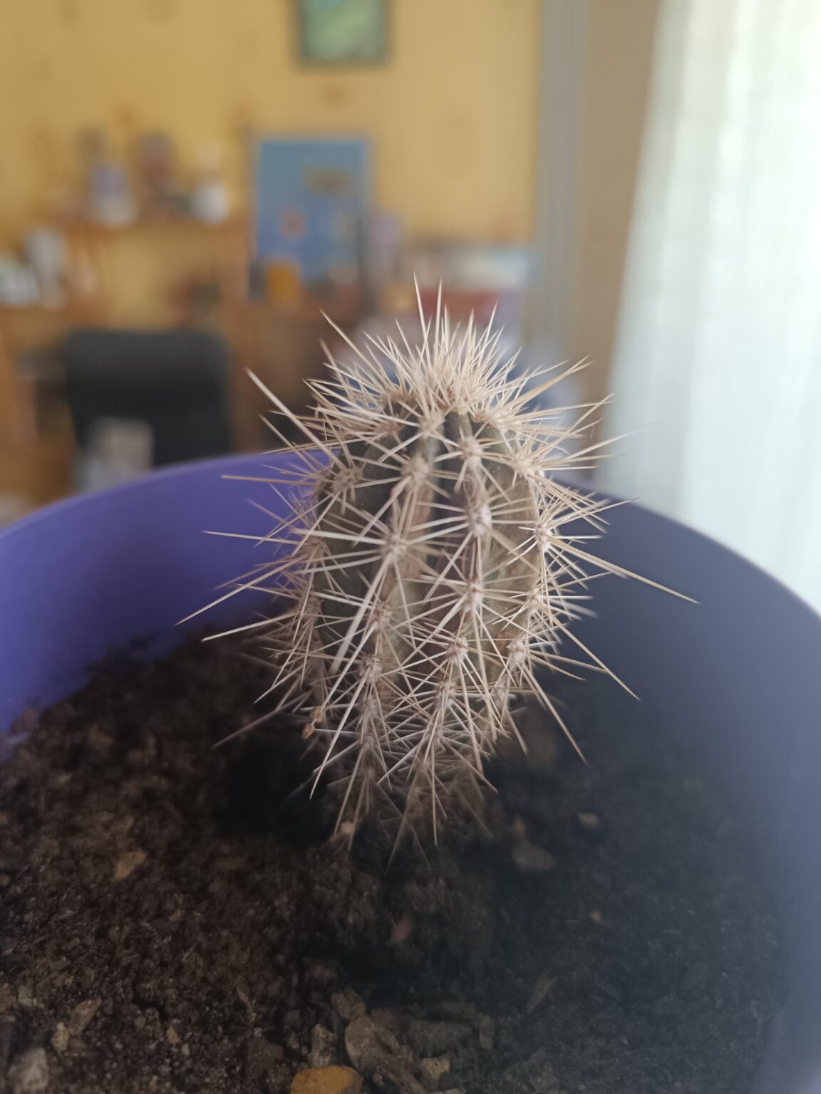 カクタス