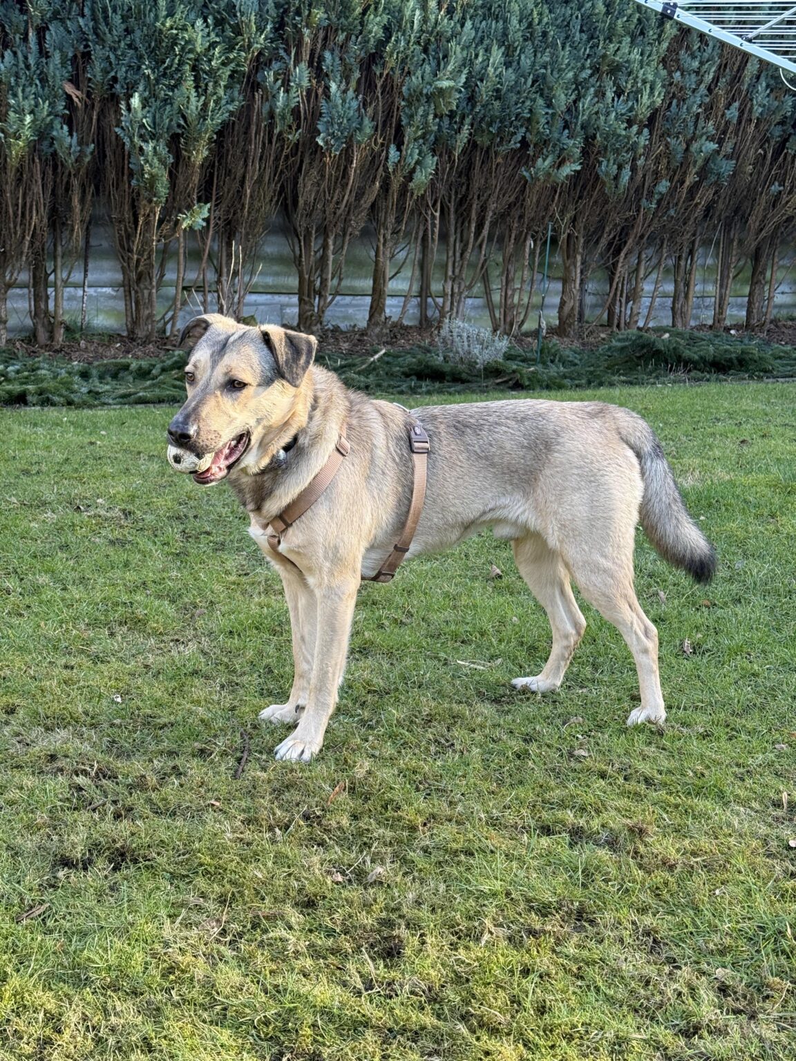 私たちの犬と一緒にデンマークを訪問します
