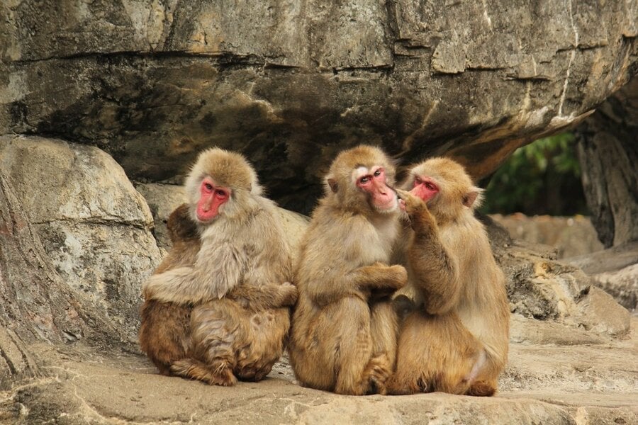 サルがシカに交尾を迫る理由が判明　動物界では珍しくない「異種交配」の不思議