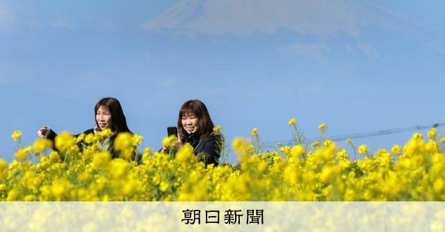 黄色い絨毯に映える雪化粧の富士 横須賀で菜の花が見ごろ