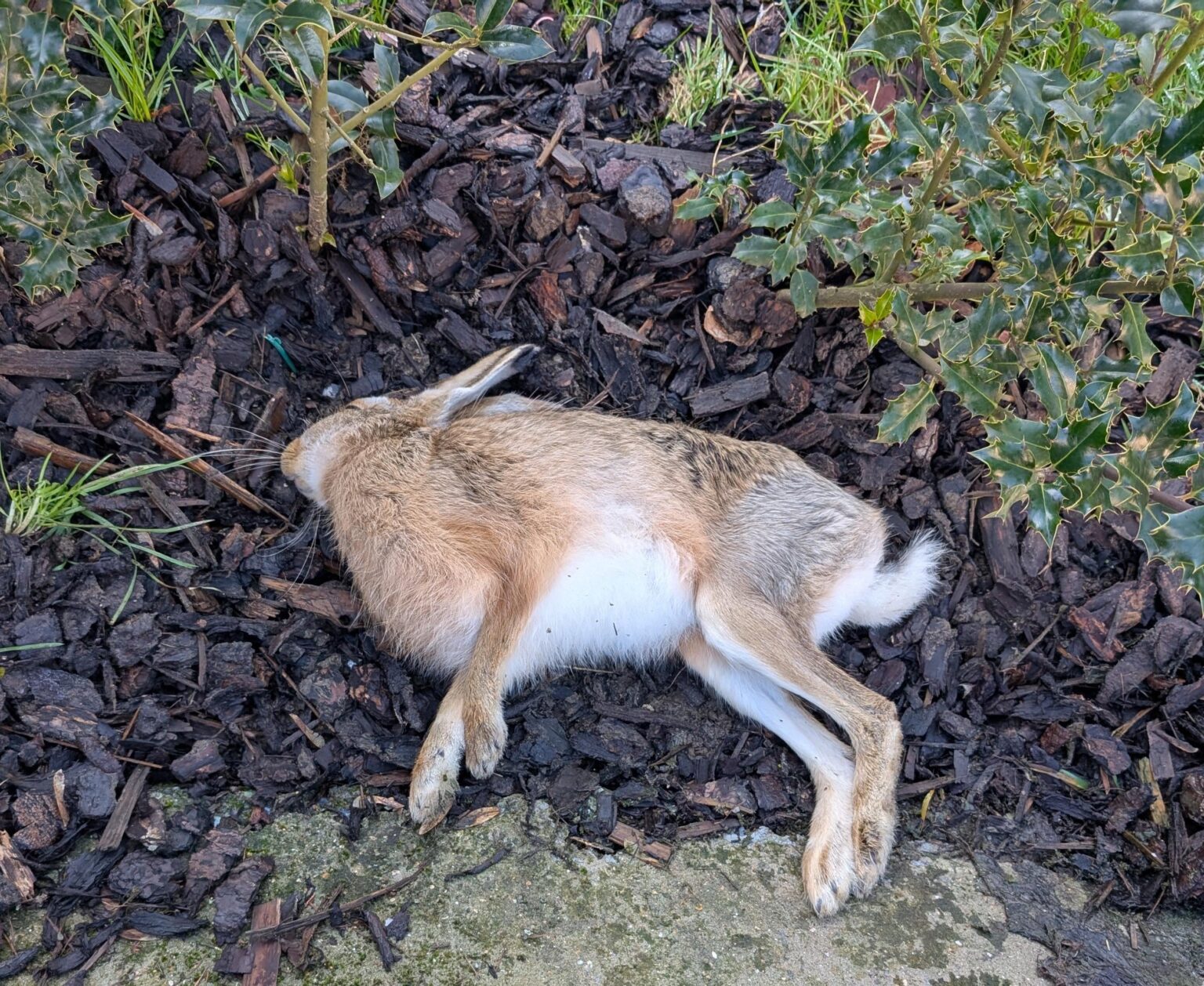 死んだノミ
