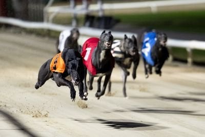 昨年アイルランドのレースで安楽死したグレイハウンドの記録数|アイルランド独立