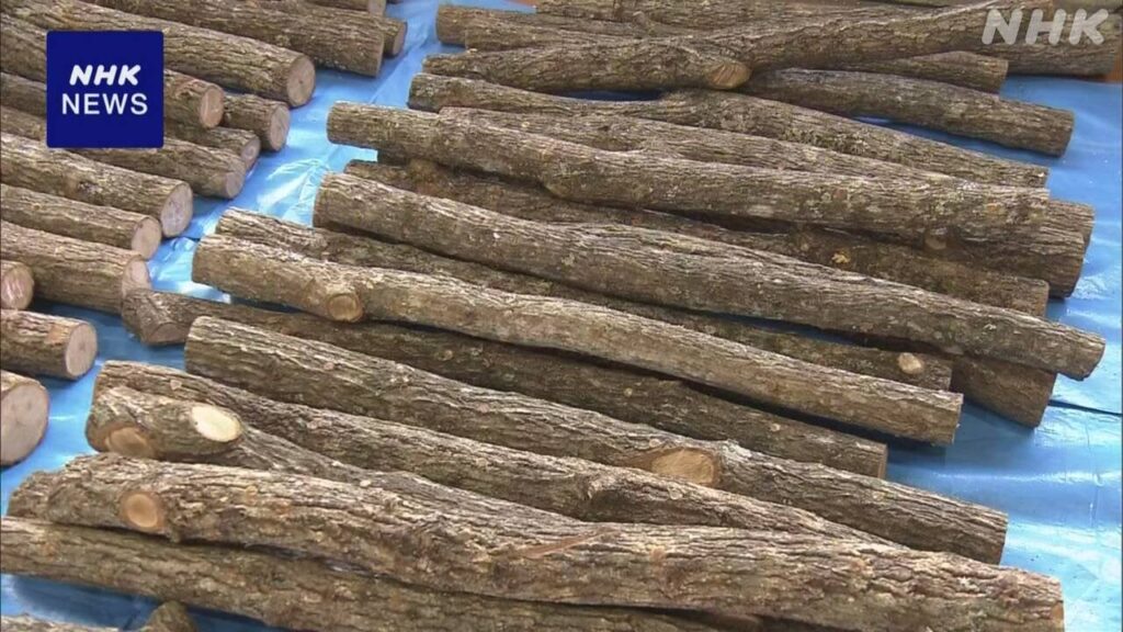 小学生がしいたけの植菌体験 農林業の大切さ学ぶ 山口 下関