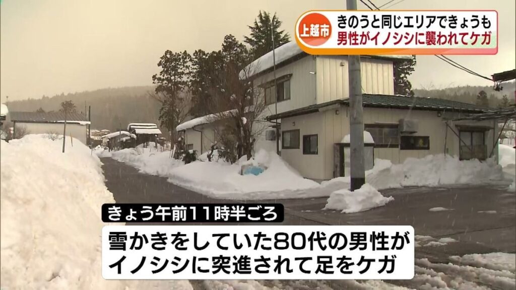 同じイノシシに襲われたか 雪かき中の男性が後ろから突進されケガ 11日も同エリアで男女2人が襲われる 《新潟・上越市》