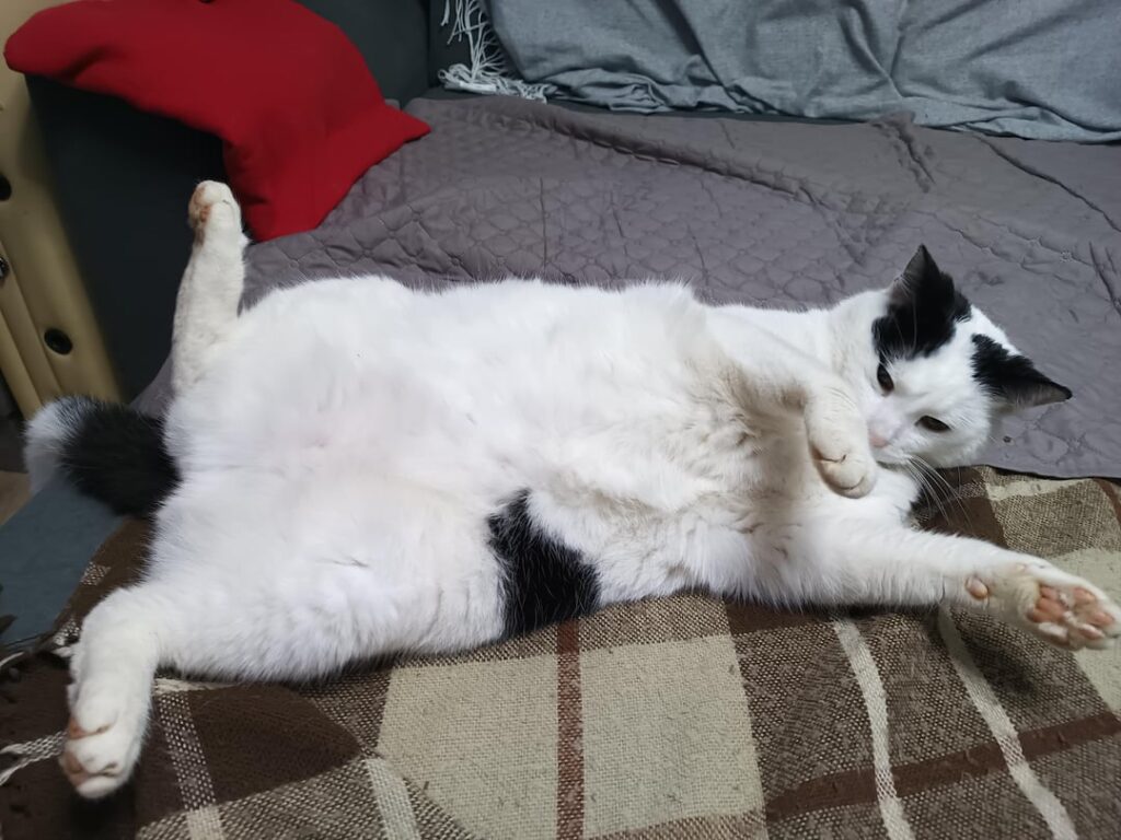 マチコボタ