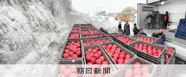 自然の冷蔵庫、青森の「雪室」にリンゴ貯蔵 酸味抜け、甘さ引き立つ