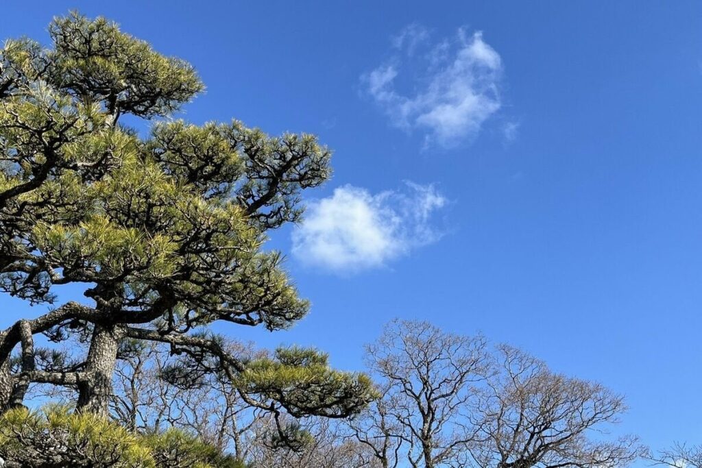 今日はアレルギーの日