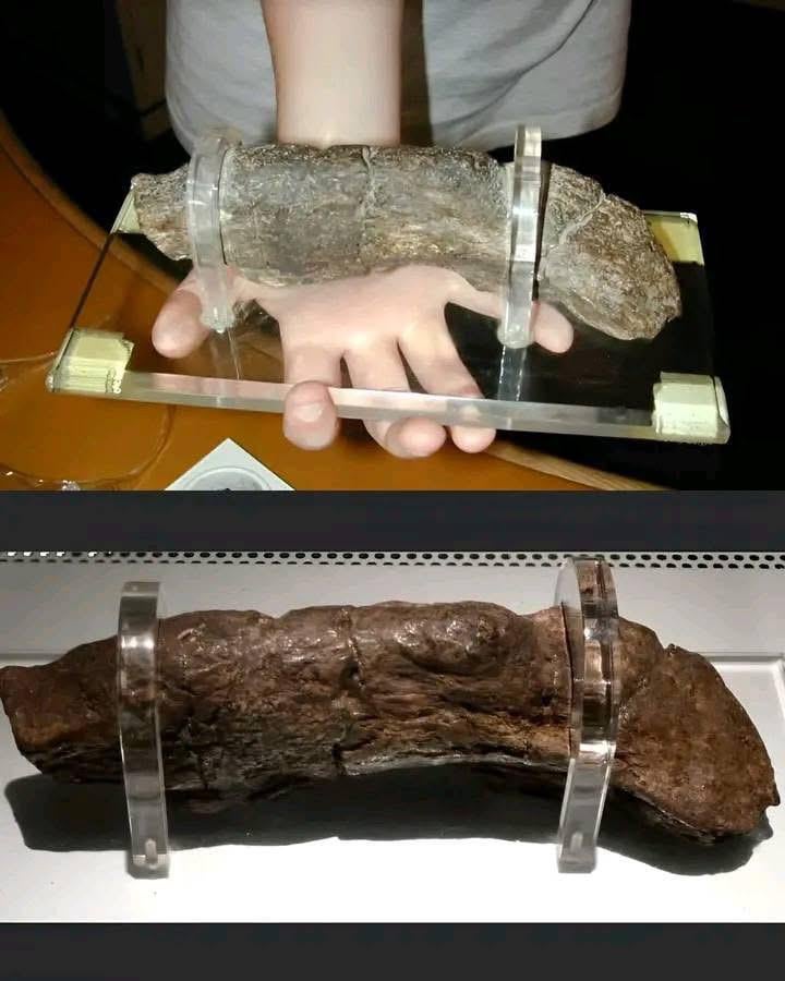 最大の人間のうんちはバイキングからのものです。 1972年にイギリスのヨークで20cmの長さで発見されました