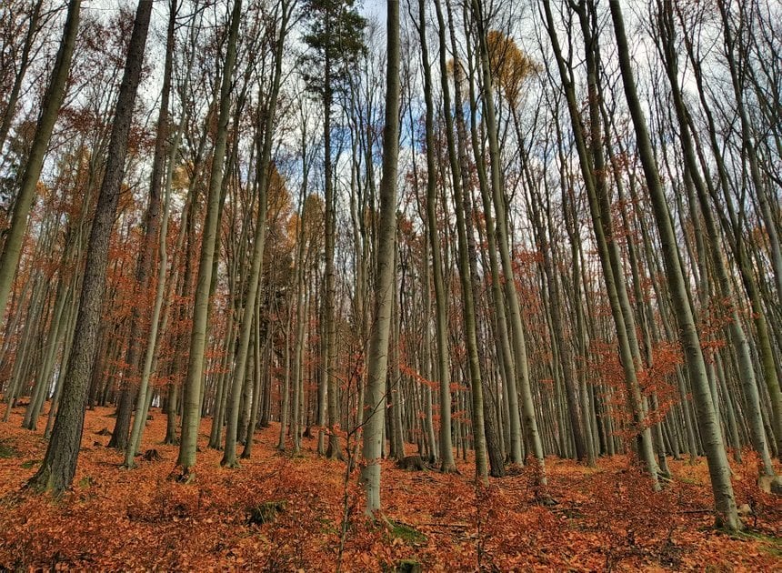 風景写真：チェコの田園地帯での晩秋の森の散歩