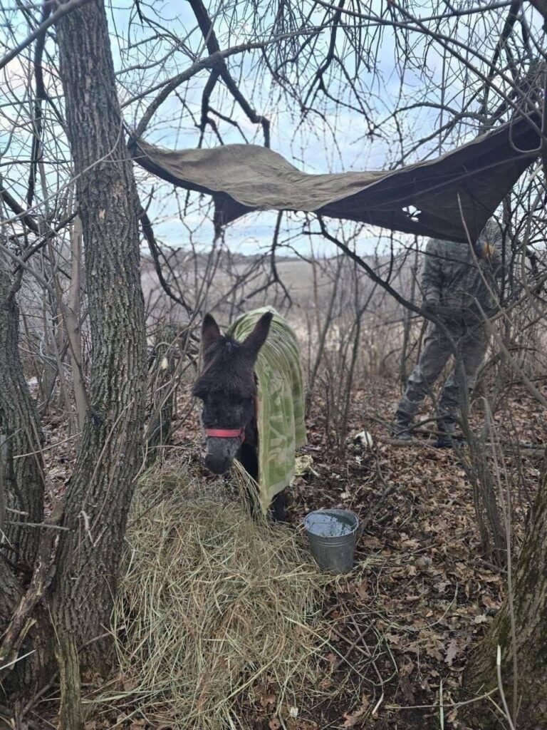 ロシア軍で勤務中のロバ