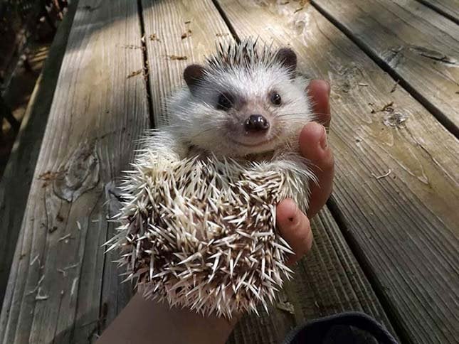 今日はハリネズミの世界の日です