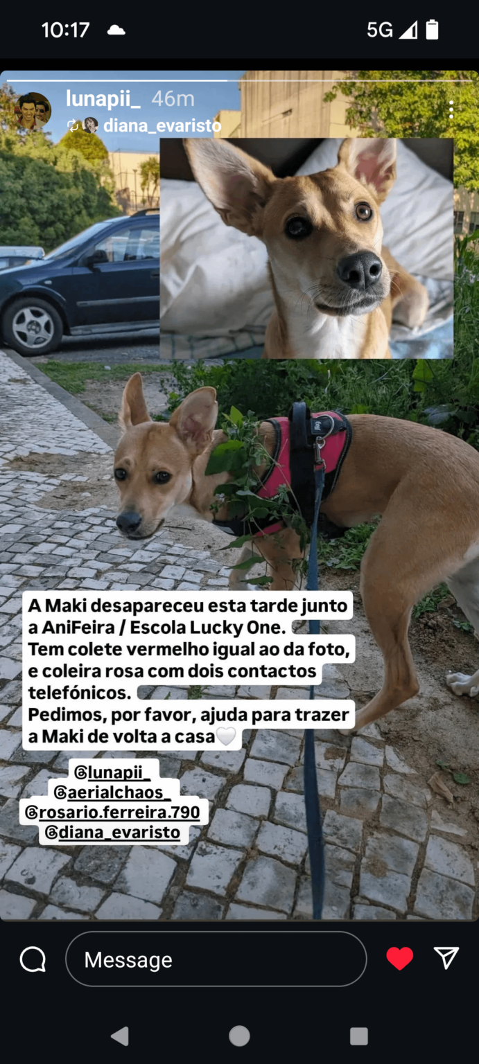 サンタマリアダフェイラ/モストリロリロの行方不明の犬