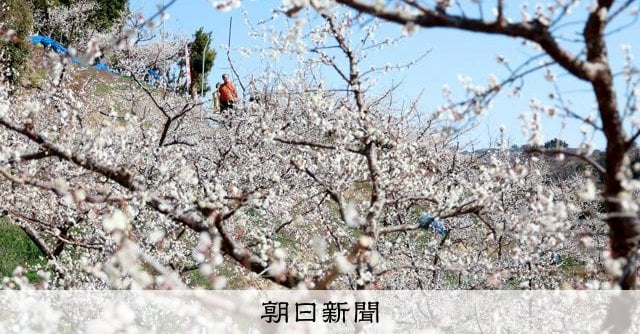 約10日遅れようやく満開 日本最大級「一目百万」和歌山・南部梅林