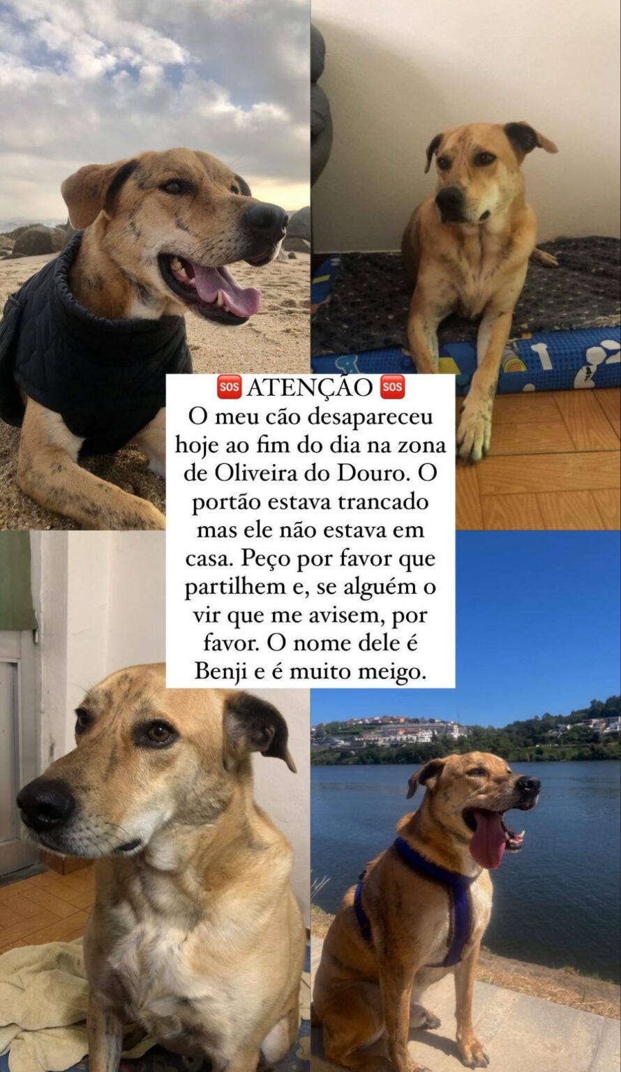 行方不明の犬