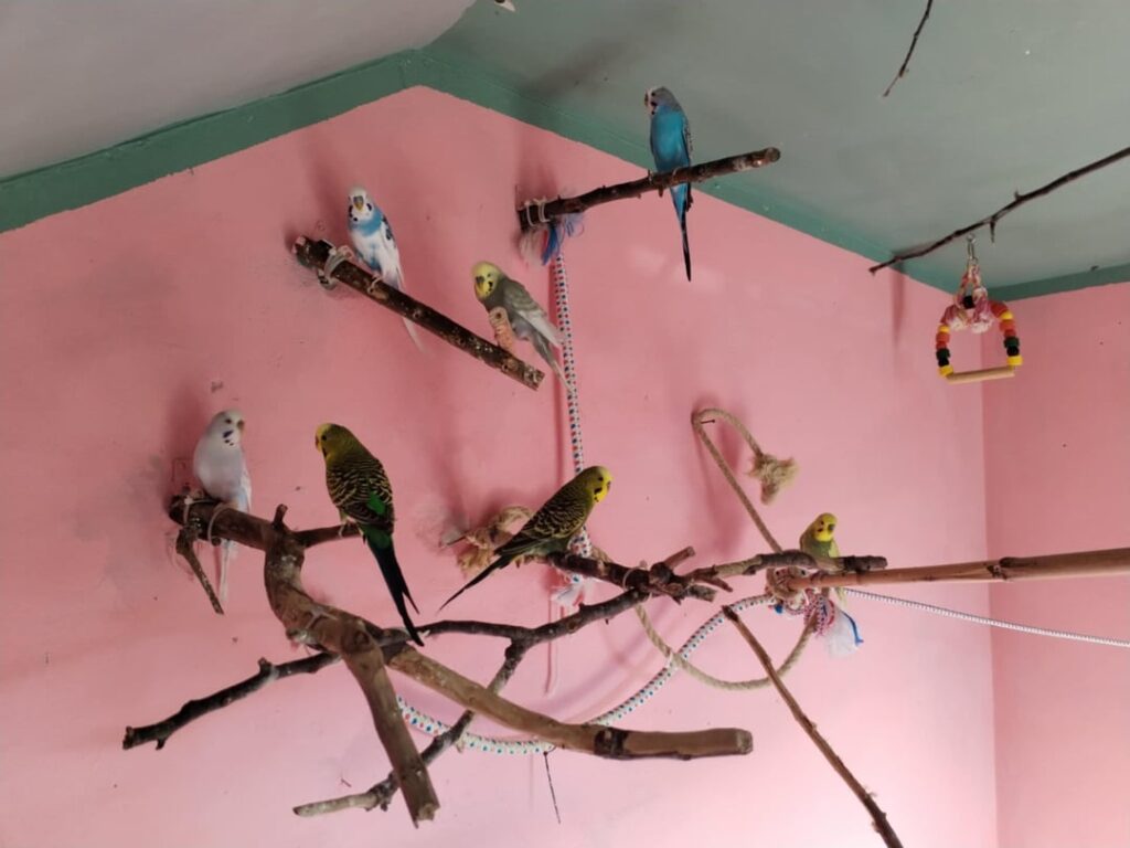 鳥の部屋