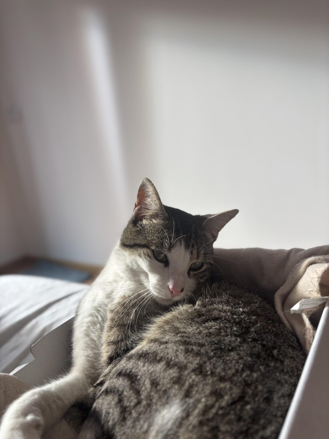 猫は責任ある養子縁組のために与えられます 猫は責任ある養子縁組のために与えられます