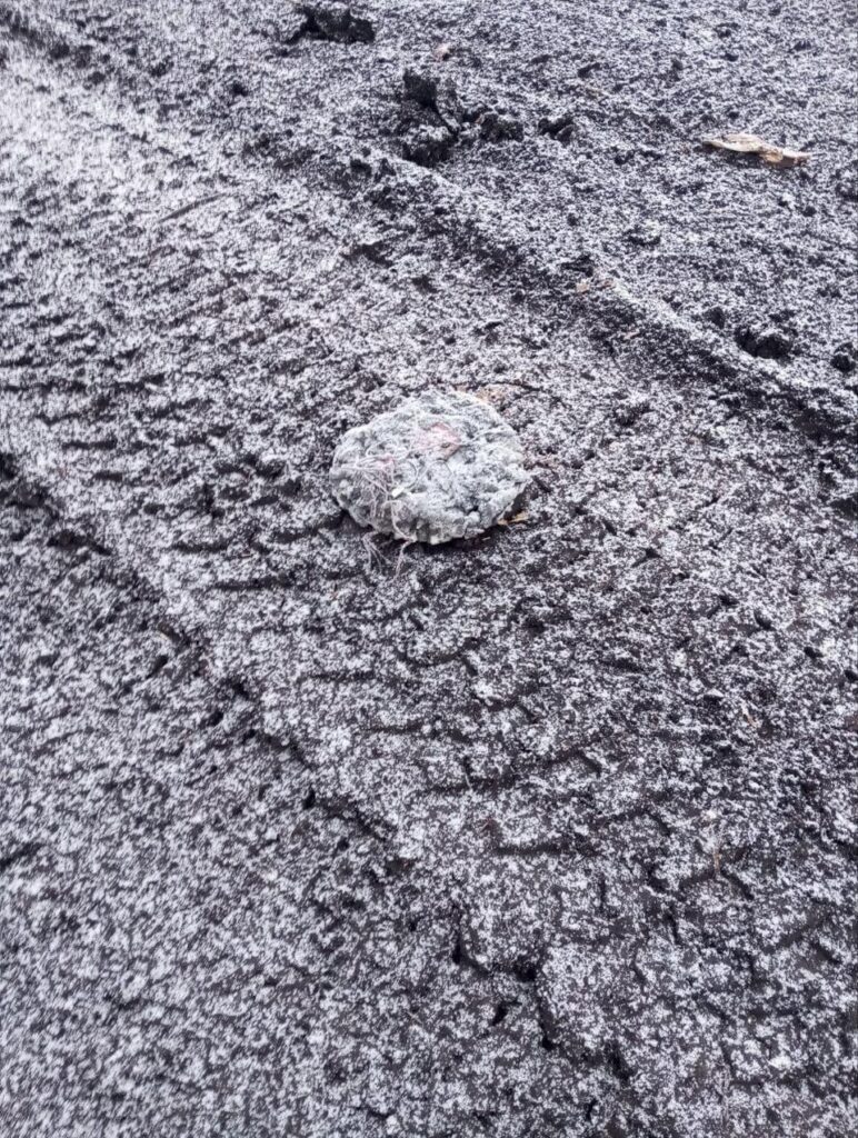 よくカモフラージュされたウクライナのTM-62抗タンク（at）鉱山。ウクライナ人は鉱山をスプレーフォームで覆い、土壌のように灰色に塗りました。ババヤガドローンによって配置されました。