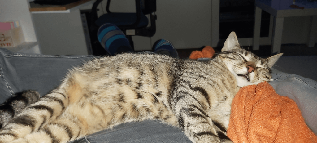 猫