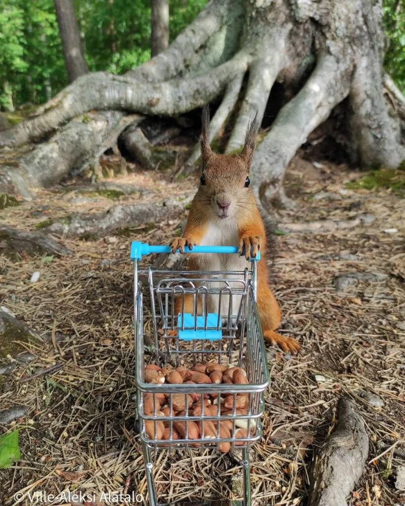 ショッピングカートとなんて素敵なリス❤️🐿️