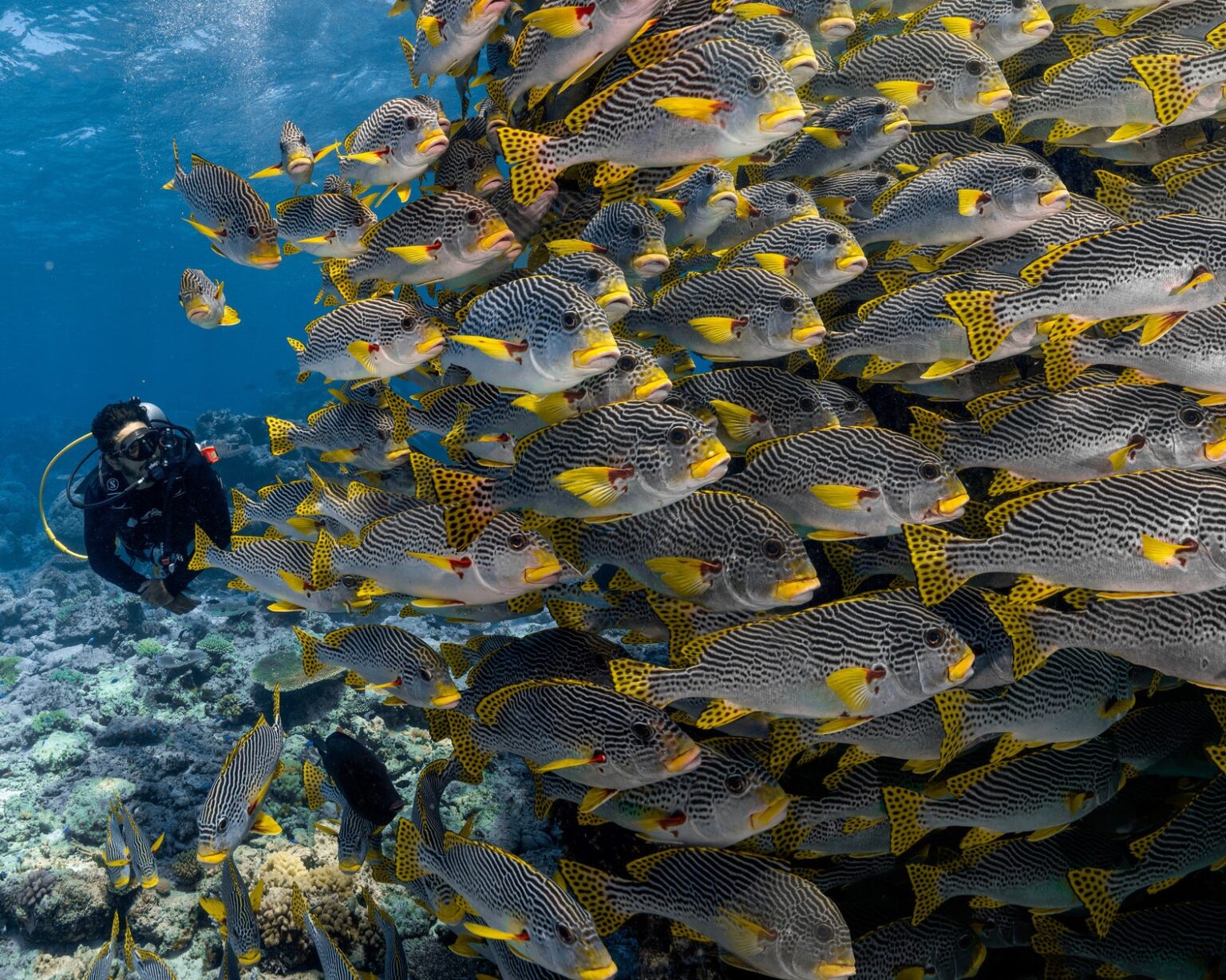 オーストラリア ケアンズ観光局 『マリンダイビングフェア2025』に出展 | ケアンズ観光局のプレスリリース