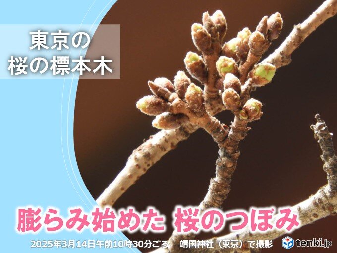 東京都心の桜　つぼみが黄緑色に　来週前半の寒の戻りのあと、開花予想は22日