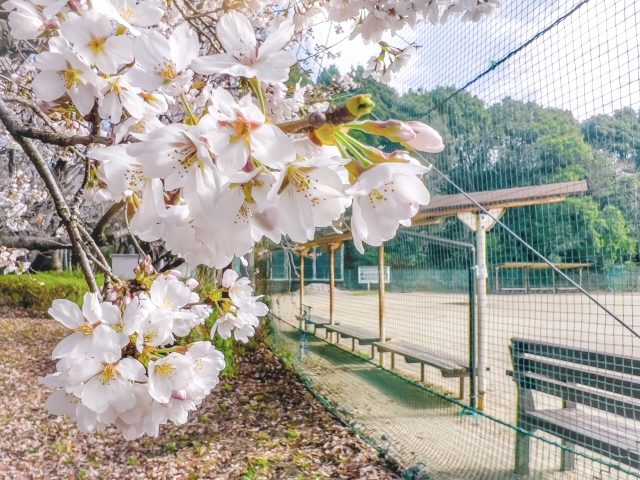 県立高校に1万2580人が合格　きょう18日午前9時、各校ホームページで発表　2次募集は43校94学科　沖縄 - 琉球新報デジタル