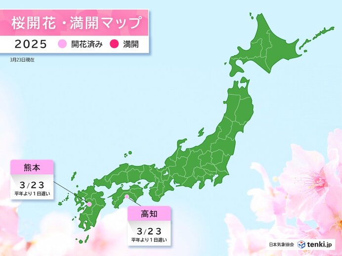 高知に続き　熊本や宇和島(愛媛県)でも桜(ソメイヨシノ)が開花