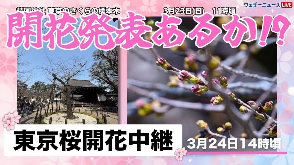 【ライブ】東京桜開花速報（3/24）＠靖国神社