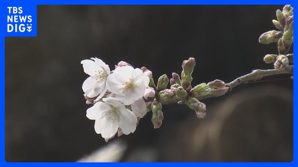 【速報】東京の桜開花発表　去年より5日早い｜TBS NEWS DIG