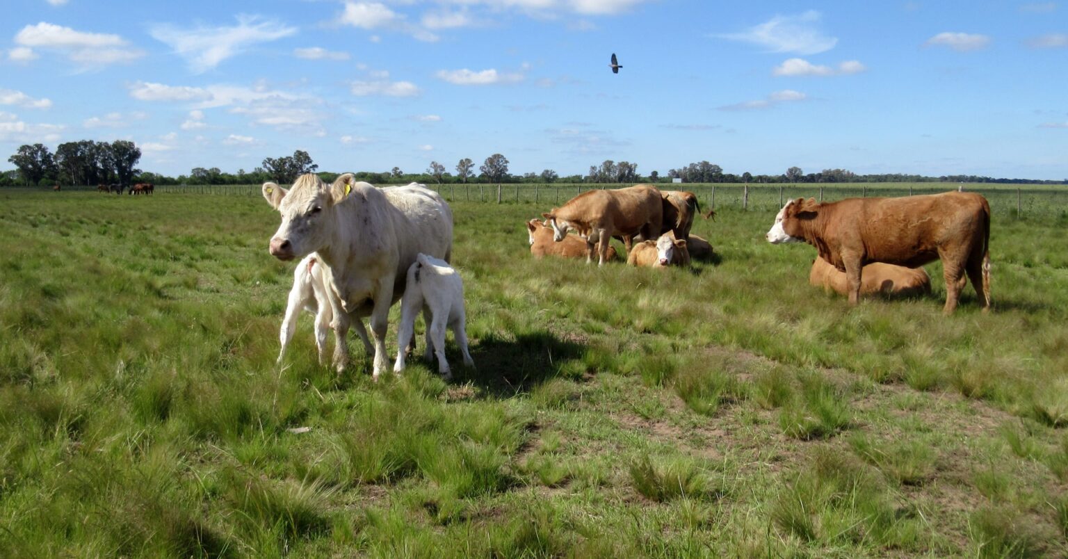 アルゼンチン、畜牛輸出を許可 50年ぶり解禁 | ロイター アルゼンチン、畜牛輸出を許可 50年ぶり解禁 | ロイター