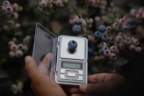 直径18ミリを超えるブルーベリーは「ジャンボ」に分類される。特に中国市場では、大きな実に高値が付く。（Photograph by Alessandro Cinque）