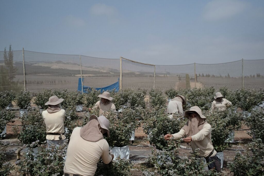ペルーの砂漠が十数年でブルーベリーの一大産地になったわけ | ナショナル ジオグラフィック日本版サイト