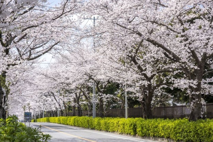 千葉・松戸「常盤平さくらまつり」ソメイヨシノが連なる桜のトンネル、グルメ屋台やパレードも – ファッションプレス 千葉・松戸「常盤平さくらまつり」ソメイヨシノが連なる桜のトンネル、グルメ屋台やパレードも - ファッションプレス