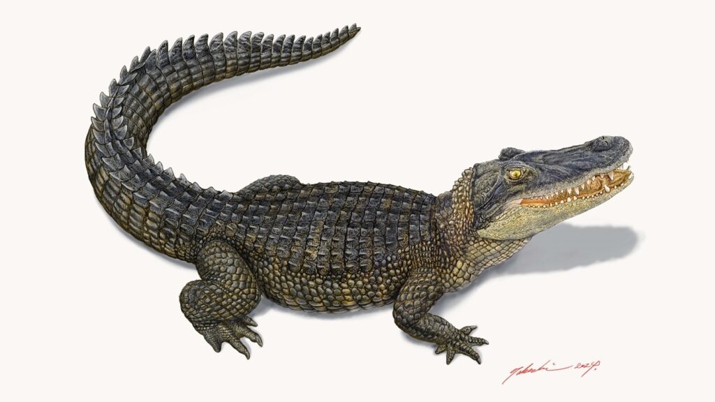 白亜紀ワニ類化石を岩手久慈市で発見 – 早稲田大学