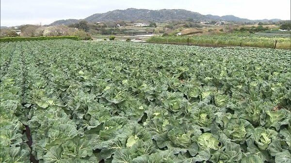 白菜は価格平年の3倍に高騰…キャベツ2.7倍、大根やネギは1.6倍 調査対象の野菜8品目全てが高値に