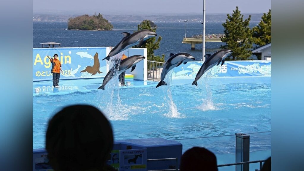 石川・七尾市「のとじま臨海公園水族館」全面再開…イルカショー復活に観客「元気でいてくれた」
