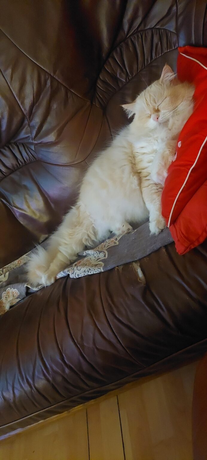 猫