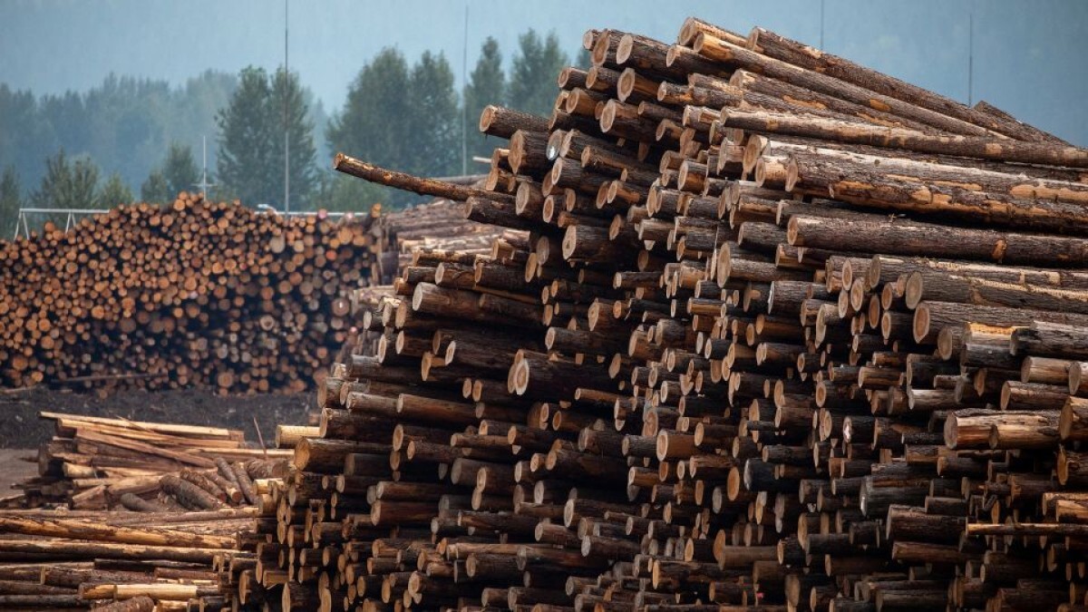 製材所に積まれた木材＝２０２３年８月、カナダ・ブリティッシュコロンビア州/Chris Helgren/Reuters