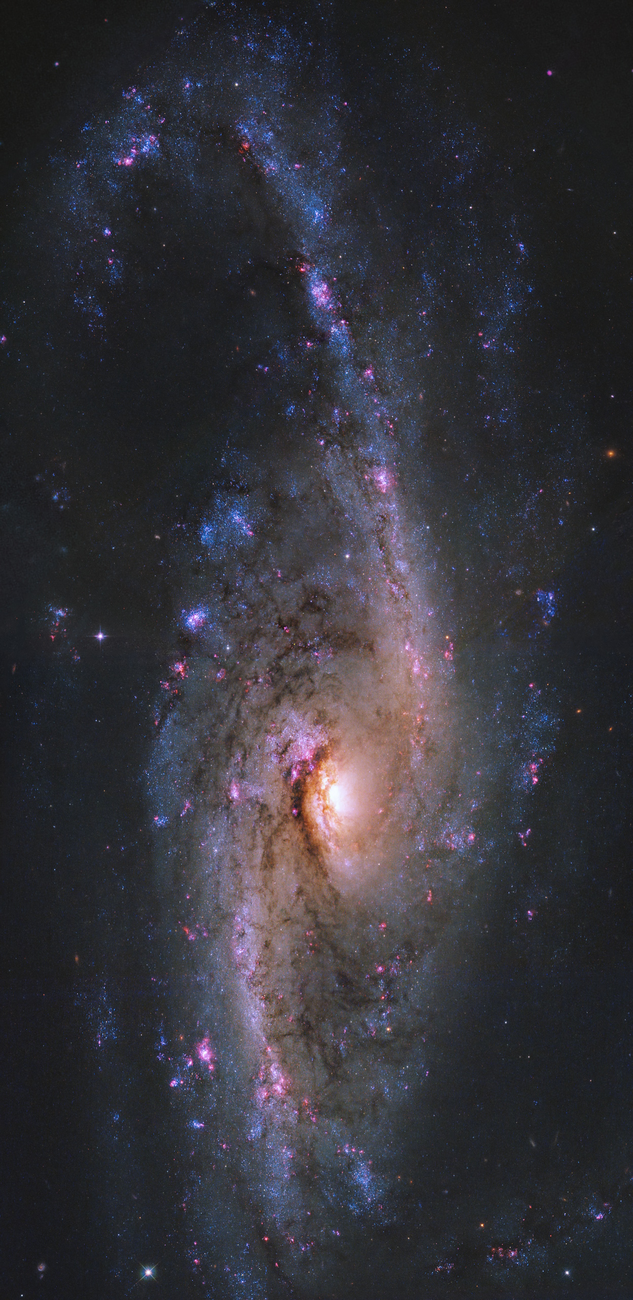 ハッブル宇宙望遠鏡（HST）が撮影した渦巻銀河「NGC 4536」（右90度回転バージョン）（Credit: NASA, ESA, and J. Lee (Space Telescope Science Institute); Processing: Gladys Kober (NASA/Catholic University of America) ; Edit: sorae編集部）