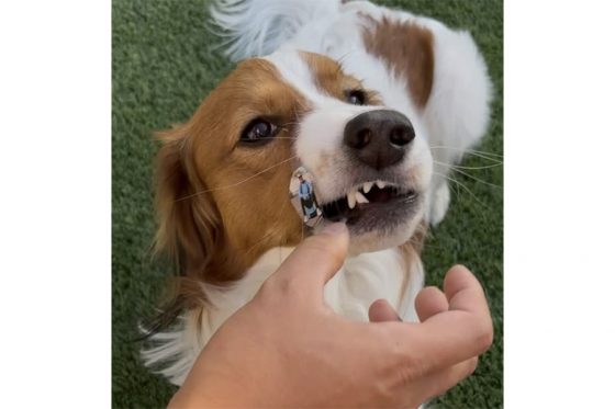 大谷に「雪辱を果たした」 愛車にドッキリ…”攻防”に米記者が「素晴らしい」と語るワケ | Full-Count 大谷に「雪辱を果たした」 愛車にドッキリ…"攻防"に米記者が「素晴らしい」と語るワケ | Full-Count