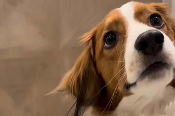 デコピンから漂う"気品"　大谷翔平が公開した珍しい一幕に歓喜「たまらん」 | Full-Count