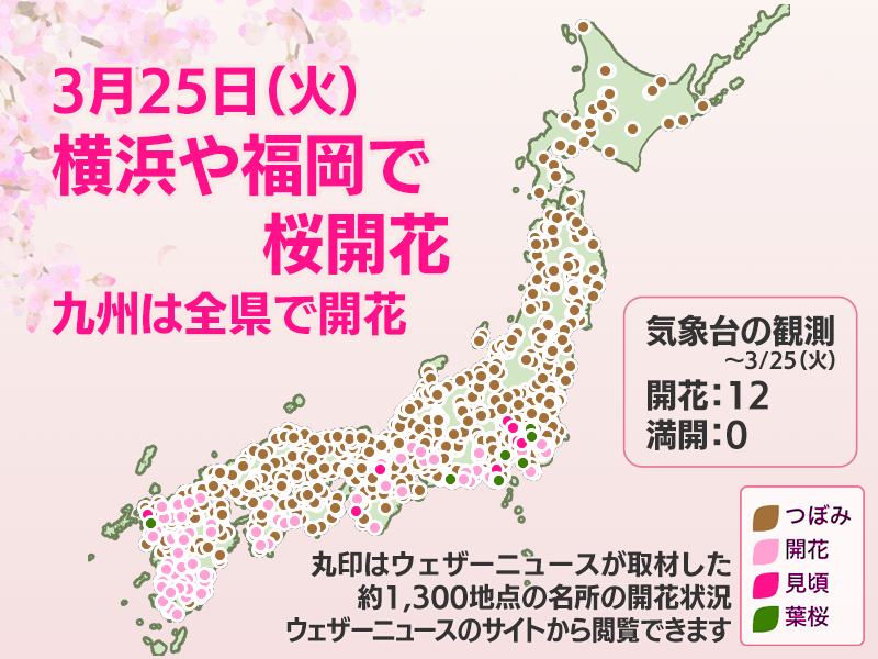 今日の桜開花状況 3月25日(火)　桜前線が福岡や横浜に　3日間で12地点開花 - ウェザーニュース